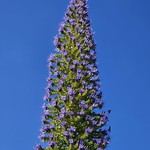 Echium