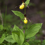 Cypripedium calceolus