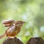 carolina wren