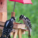 Teaching the young to eat