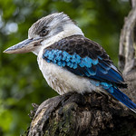 Kookaburra