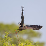 Dreams do come true!