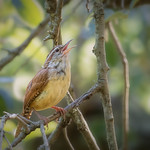 carolina wren