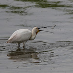 lepelaar - Eurasian spoonbill (Platalea leucorodia)