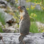 Columbian Ground Squirrel