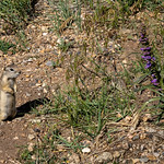 Gunnison's Prairie Dog