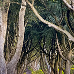 The Dark Hedges, Bregagh Road, County Antrim, Belfast.