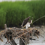 Juvenile Osprey