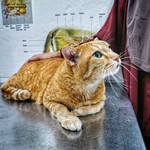 Joey at the vet's again 😐