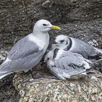 Kittiwake