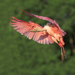 Roseate Spoonbill