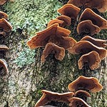 Kawaguchi Asama Shrine 河口浅間神社, Kawaguchiko 河口湖, Japan