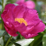 Like a flower, let your beauty unfold