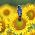 unnamed sunflfowers copy.jpg smalller format