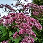 A return visit to Holker Hall