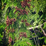 getting ready for next Spring