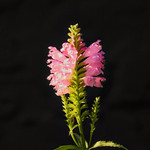 Rosy Plume: Nature's Delicate Firework