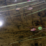 Views From My Deck: Sun, Weeds and Lilly Pads, Laurentians, Québec