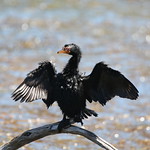 REED CORMORANT