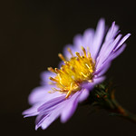 Emerging from shadow - a European Michaelmas daisy. A Honfleur Garden, Honfleur, Normandie, France