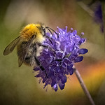 COMMON CARDER BUMBLEBEE