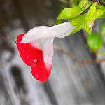 The last Cherry Lip of 2024