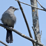 Gray Catbird (Dumetella carolinensis) - 20240516-02