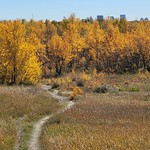 Last of the fall leaves