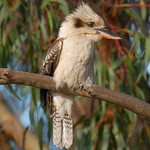 "Kookaburra sits in the old gum tree"