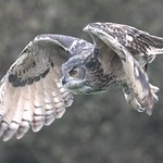 European Eagle Owl