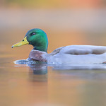 Mallard Drake with Fall Color Reflections