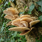 Flat Oysterling (Crepidotus variabilis)