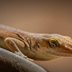 anole