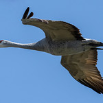Sandhill Crane!!