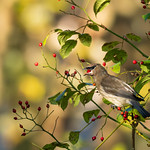 Berry-happy Waxwing