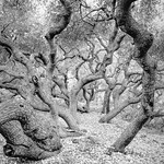 Old Oak Trunks