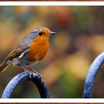 European robin London..