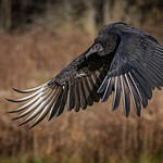 The beauty of flight