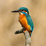 Kingfisher