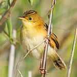 20241223-0021 _ Catching the morning glow