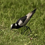 BLACKSMITH LAPWING