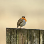 A round robin