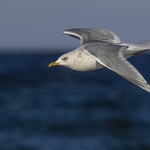 P0A0564-Iceland Gull