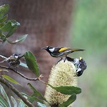 White-cheeked Honeyeater