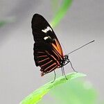 3499exinP a glimpse of summer beauty