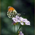 ORANGE-TIP