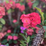 Euphorbia Milli, Crown of Thorns Plant
