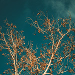white branches, blue skies