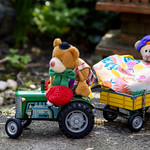 Scout's Birthday Present