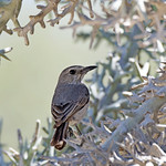 Littoral Rock Thrush // Melro-das-rochas-do-litoral